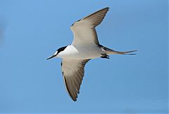 Sooty Tern